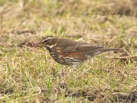 Koperwiek [Turdus iliacus]
